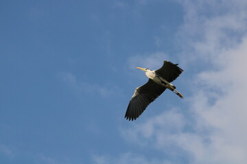 milky stork bird flying at clear sky at indira priyadarshini Jurala project telangana 