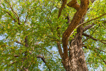 Flora, Köln, Garten, Park, Blumen, Bäume, Parkanlage, botanischer Garten, Wiese,