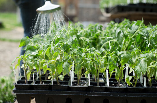 Tomato plants are watered on a farm