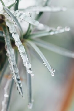 Macro of frozen snow on dianthus plant