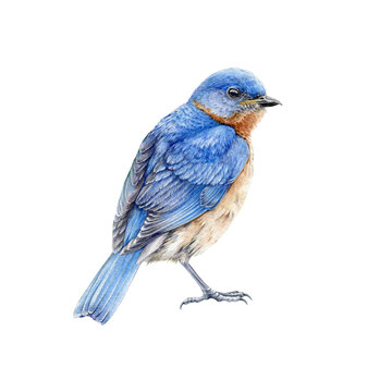 Western blue bird watercolor illustration. Hand drawn North America wild song bird Sialia mexicana. Bluebird close up side view image isolated on white background. Beautiful wildlife animal