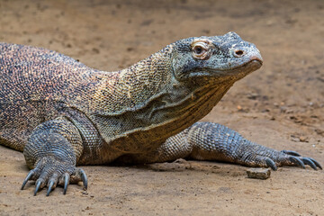 Obraz premium Komodo dragon / Komodo monitor (Varanus komodoensis), giant lizard native to the Indonesian islands Komodo, Rinca, Flores and Gili Motang
