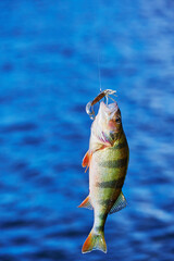 Scene while fishing on a river with a fish at the bait.