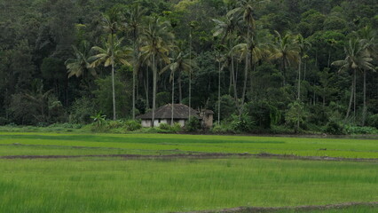 rice field and old home
