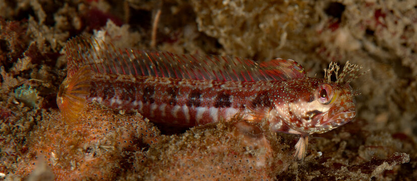Neoclinus stephensae, Yellowfin fringehead