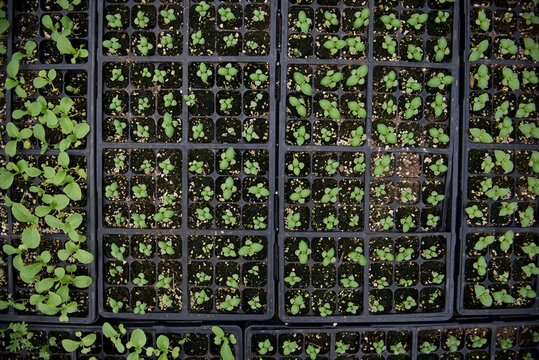 Trays filled with plant seedlings inside a greenhouse on a farm