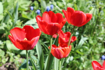 red tulips in the garden