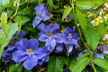 Flora, K&ouml;ln, Garten, Park, Blumen, B&auml;ume, Parkanlage, botanischer Garten, Wiese,