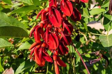 Obraz premium Flora, Köln, Garten, Park, Blumen, Bäume, Parkanlage, botanischer Garten, Wiese,