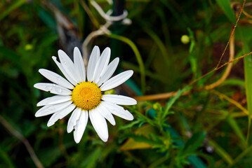 Obraz premium Daisy in the cemetery garden, Tiradentes, Minas Gerais, Brazil