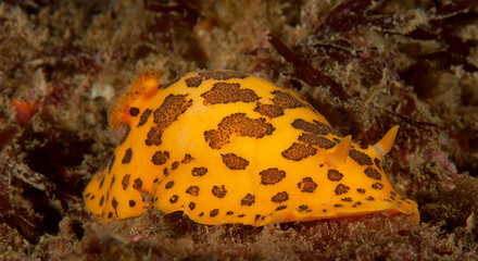 Peltodoris mullineri