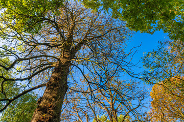 Flora, Köln, Garten, Park, Blumen, Bäume, Parkanlage, botanischer Garten, Wiese,