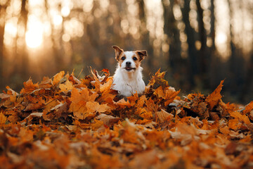 Naklejka na ściany i meble dog in yellow leaves. sweet jack russell terrier in nature in autumn park