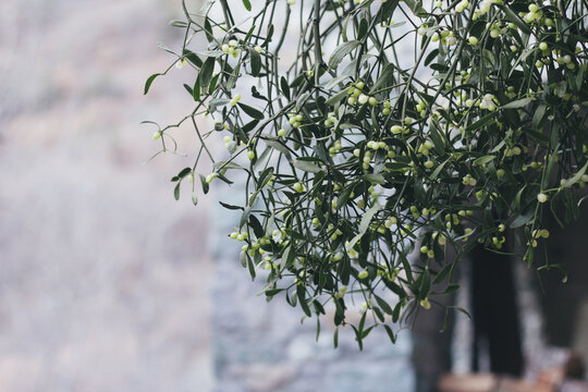 Mistletoe