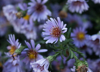 blue and yellow flowers