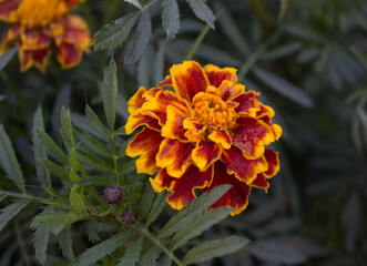 orange flower in the garden