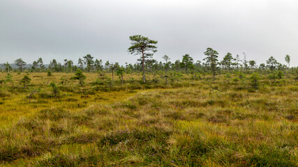 Rainy and gloomy day in the bog, traditional bog landscape with wet trees, grass and bog moss, foggy and rainy background
