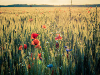Agricultural grain field with red poppies and other colorful flowers during sunset.