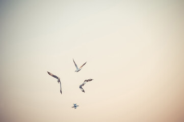 Seagull flying in the sky. Selective focus