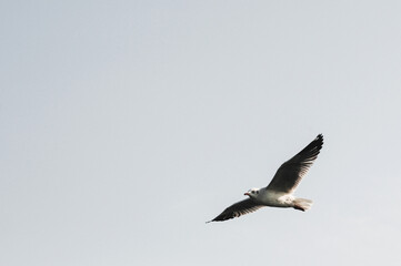 Seagull flying in the sky. Selective focus