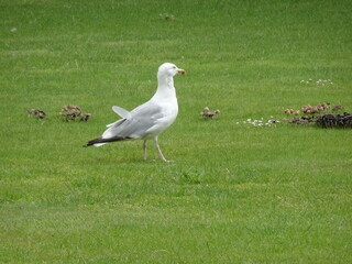 Seagull walking on the irish grass