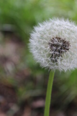 dandelion