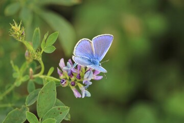 Argus bleu