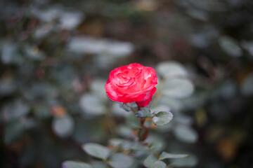 red rose in the garden