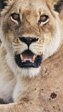 Close up of free living female lion
