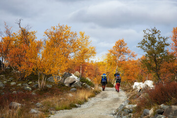 Hikers trekking in mountains. Young couple walking with backpacks in forest. Bright yellow and...