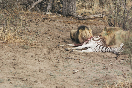 Lions in Botswana eating zebra