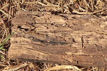 Closeup on an old piece of wood