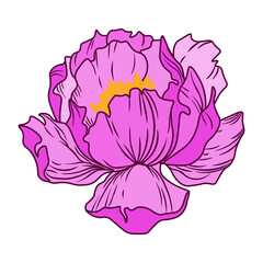 Illustration with peony flower isolated on white background.  Vector illustration. Peony.