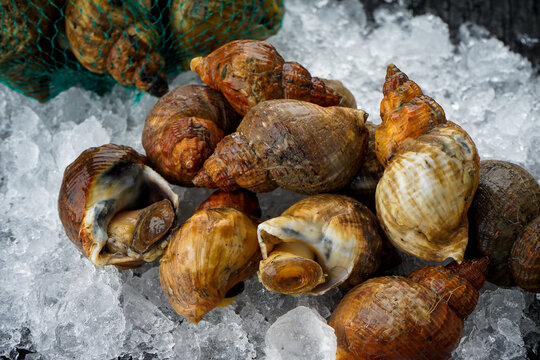 live rapans in shells on ice on a black background

