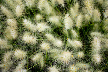 Beautiful Feathertop grass background-Pennisetum villlosum