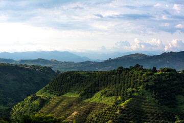 Colombian Coffee mountains 