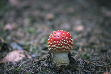 fly agaric mushroom in forests
