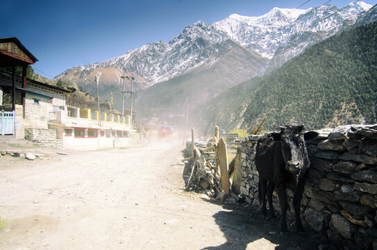 Cow starring in camera in tiny mountain village