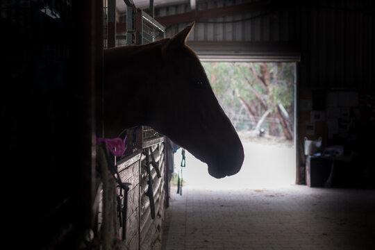 silouhette of horse in stable