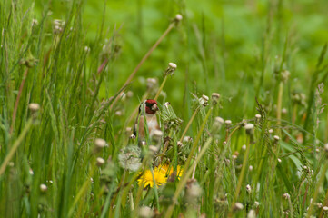 goldfinch in the grass