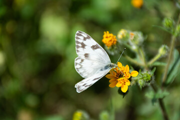 A beautiful white butterfly on a yellow flower