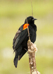 The red-winged blackbird (Agelaius phoeniceus) perched on a cattail.  It is a passerine bird of the family Icteridae found in most of North and much of Central America.