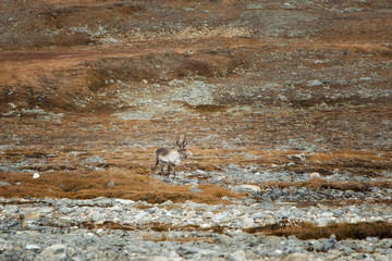 Beautiful deer with big antlers on mountain. Lapland.