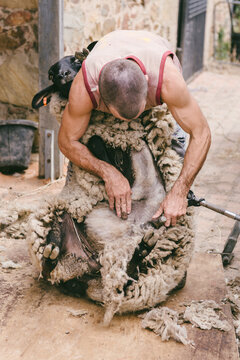 ewe smiles to camera as shearer beings shearing