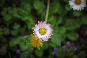 Obraz premium pink and white daisy