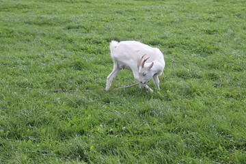 Obraz premium goats on village grass feeding