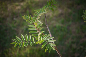 Rowan branch