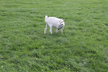 Obraz premium goats on village grass feeding