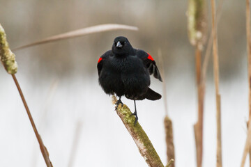 The red-winged blackbird (Agelaius phoeniceus) perched on a cattail.  It is a passerine bird of the family Icteridae found in most of North and much of Central America.