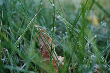 an old leaf in the grass